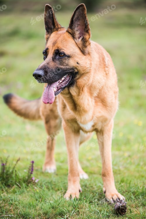Preview: gsd k9 security dog