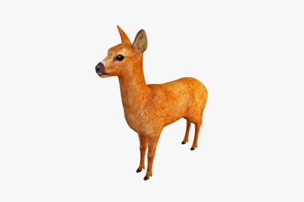 Preview: Spotted fawn in profile view