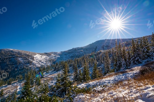 Preview: Carpathian mountains and hills with snow-white snow drifts and evergreen trees illuminated by the