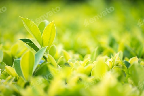 Preview: Close up green leaf in plantation-4