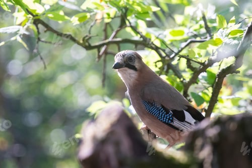 Preview: Eurasian Jay (Garrulus glandarius) on a branch in the forest