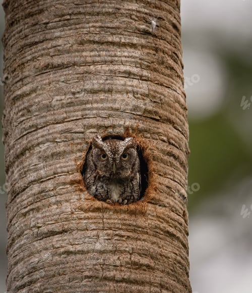 Preview: Eastern Screech Owl in Southern Florida