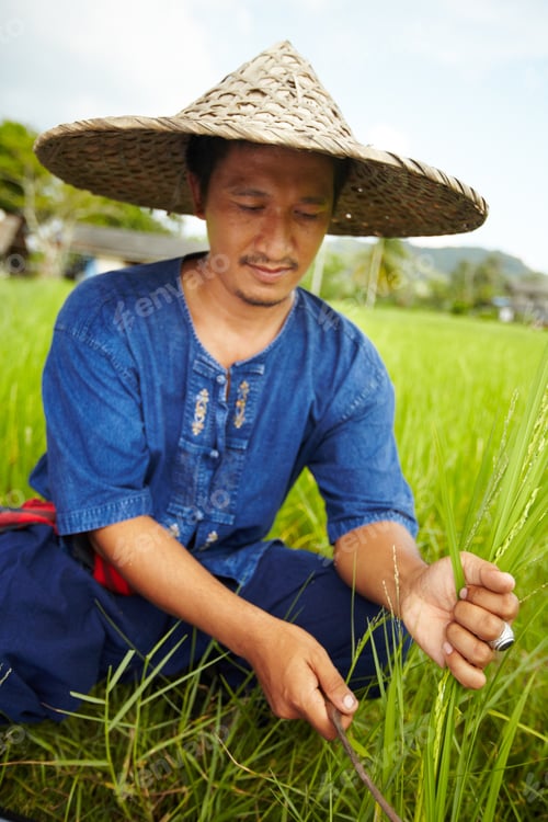 Preview: Harvesting rice in Thailand