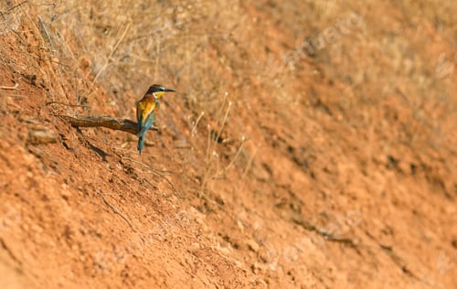 Preview: Wonderful bright bird near stones