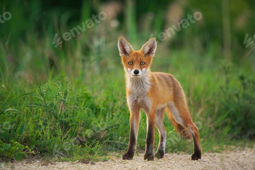 Preview: Young Red Fox - Vulpes Vulpes