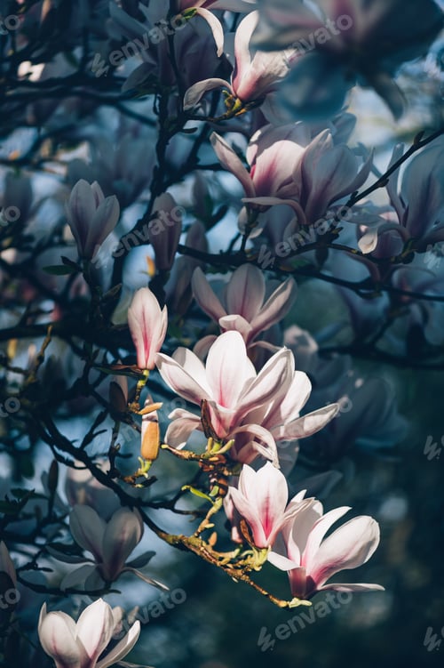 Preview: Pink Magnolia Tree with Blooming Flowers during Springtime