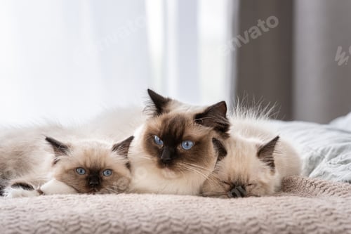 Preview: Ragdoll cat with kittens in the bed