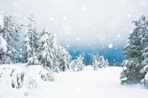 Preview: Snow Covered Trees During Winter Season
