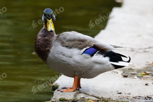 Preview: Male Mallard Duck by the Pond