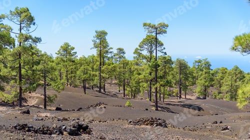 Preview: Overgrown volcanic landscape of Tenerife