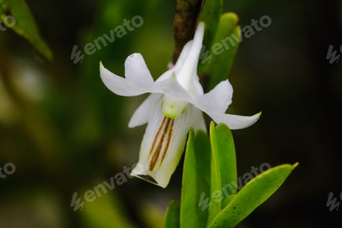 Preview: Dendrobium ellipsophyllum, white petals