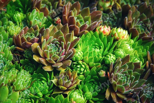 Preview: Mountain Houseleek ground covering plants of various color and shape