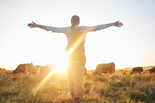 Preview: Sunrise, cow and woman on farm with open arms for freedom, adventure and excited for agriculture. S
