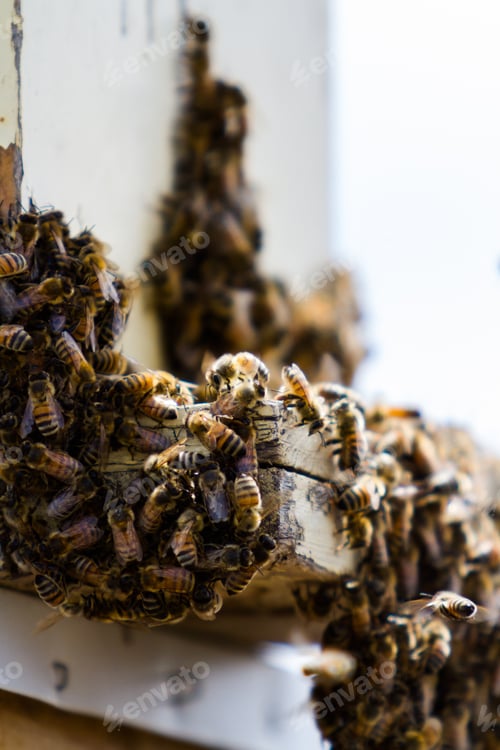 Preview: Beekeeping