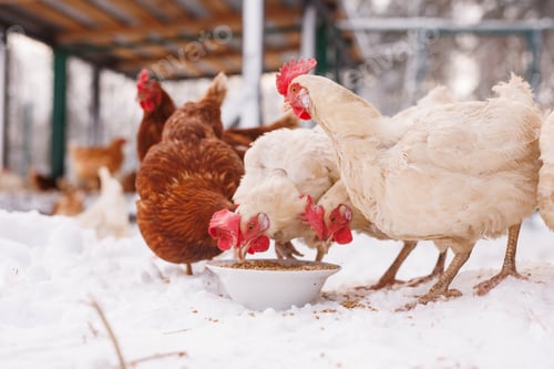 Preview: chicken eats feed and grain at an eco-poultry farm in winter, free-range chicken farm