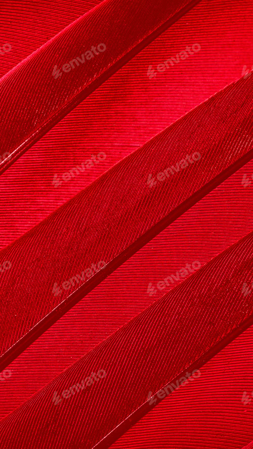Preview: red feather pigeon macro photo. texture or background