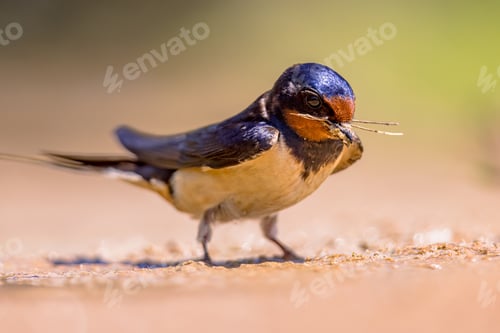 Preview: Barn Swallow collecting mud