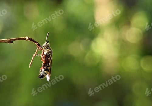 Preview: Scoliidae wasp, Yellow Hairy Flower Wasp