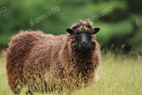 Preview: Close-Up of a Brown Sheep Standing in a Meadow on a Sunny Day