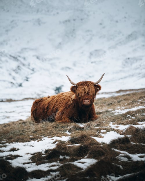 Preview: Scottish Highland bull