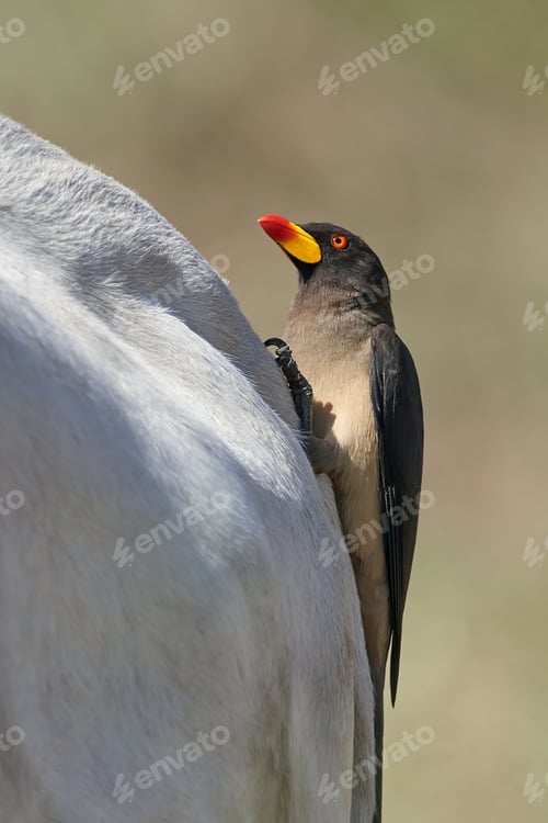 Preview: Yellow-billed oxpecker (Buphagus africanus)