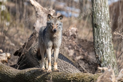 Preview: Wolf sit on a fallen tree in the forest up close. Wild animal in the natural habitat