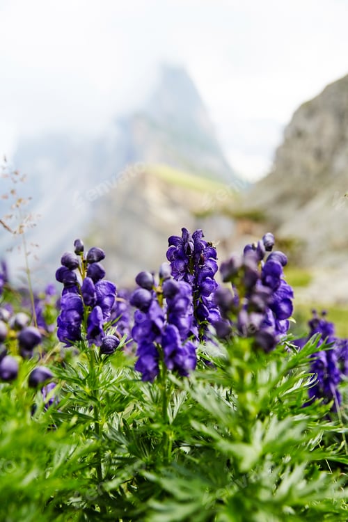 Preview: Lavender flowers growing on top of the mountain Seceda
