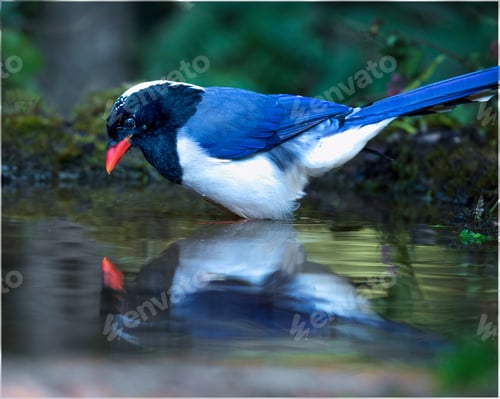 Preview: Magpie
