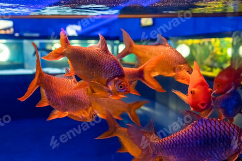 Preview: fish barbus bream swim in a transparent aquarium