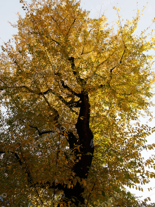 Preview: Tree of Milan in December