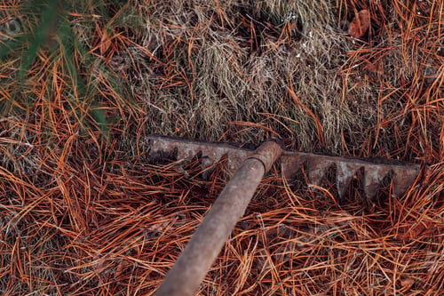 Preview: Closeup of process of raking dry pine needles with help of old rake. Using leaves as eco-friendly