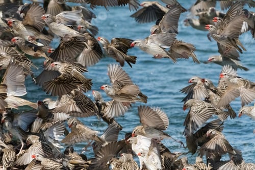 Preview: Flock of birds in midflight above the water