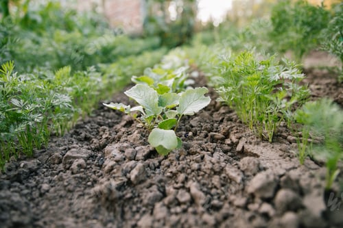 Preview: Gardening background with green Salad plants in the open ground