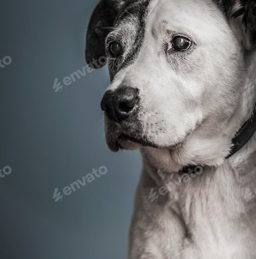 Preview: Portrait of pit bull and great Dane mixed-breed dog