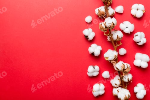 Preview: Autumn Floral composition. Dried white fluffy cotton flower branch top view