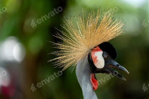 Vorschau: Grauer Kronenkranich. Er kommt in fast ganz Afrika vor.