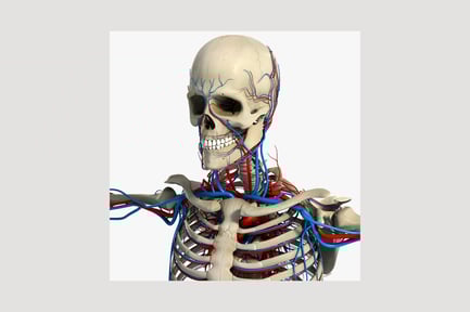 Предпросмотр: Вид сбоку черепа и верхней части скелета с сосудистой системой