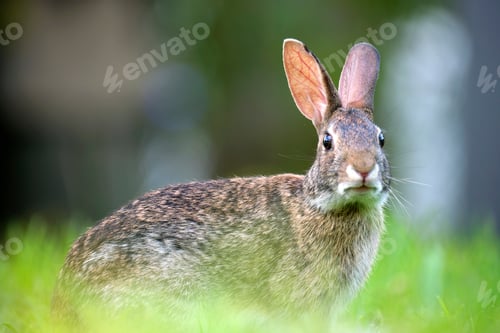 Preview: Grey small hare eating grass on summer field. Wild rabbit in nature