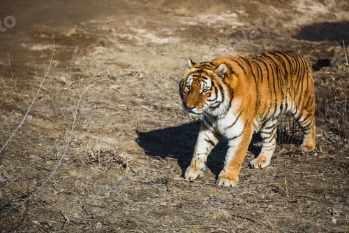 Preview: Front view of tiger walking