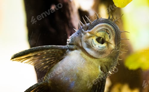 Preview: Ancistrus species longfin Bushymouth catfish on aquarium glass