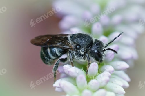 Preview: Macro shot of a female bee on a flower in the garden
