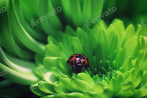 Preview: Ladybug