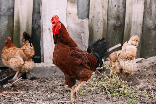 Preview: Brown Red Chicken Rooster Walking In Rustic Farmyard
