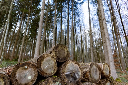 Preview: Many large logs in a dense autumn forest