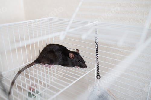 Preview: Black rat on white wire cage. Studio pet portrait. Pet care and domestic animals concept for design