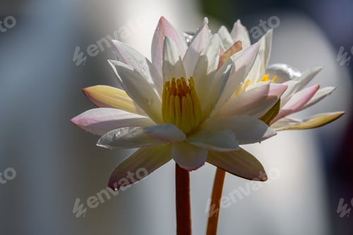 Preview: Two White waterlilies (Nymphaea alba) flowers close up.