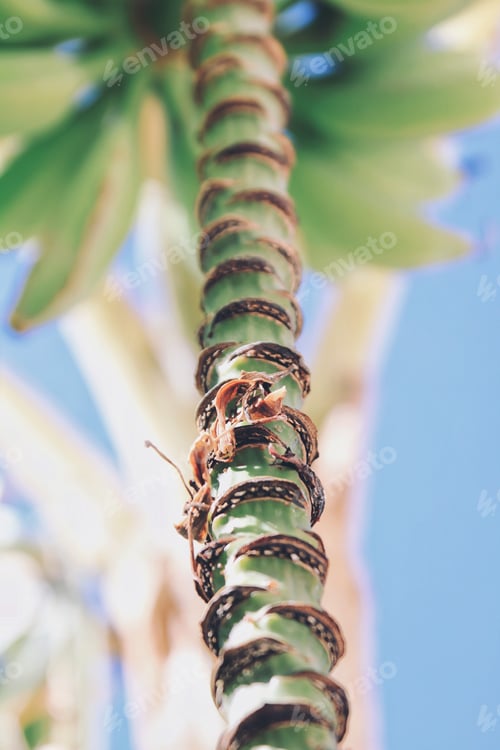 Preview: tree
