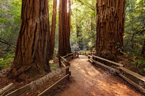 Preview: Redwoods trees