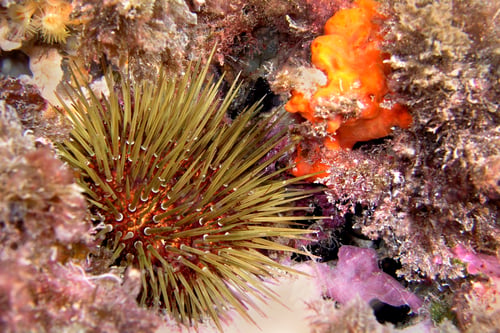Preview: Sea Urchin, Cabo Cope Puntas del Calnegre Regional Park, Spain