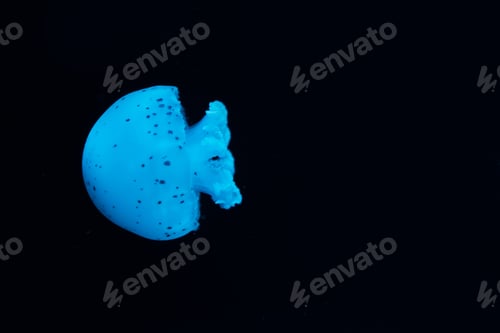 Preview: Spotted jellyfish in blue neon light on black background